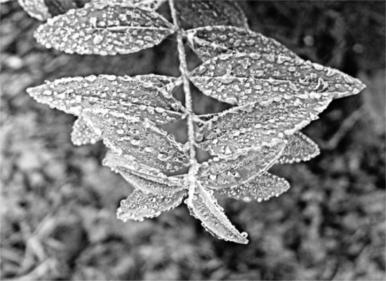 author: paulo rodrigues
title: Frozen Leaves 1
