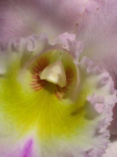 autor: paulo rodrigues
t&iacute;tulo: Inconstante