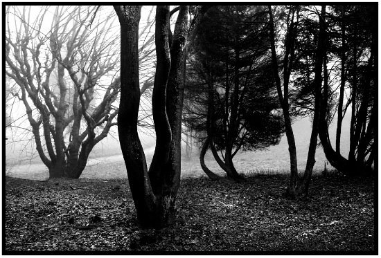 autor: Raoul Iacometti
título: Trees