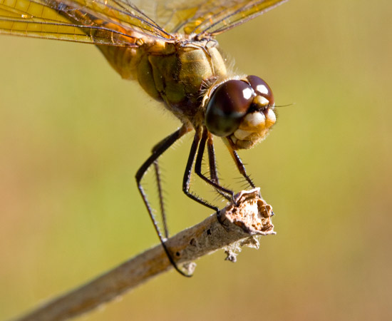 autor: paulo rodrigues
título: Golden Dragonfly