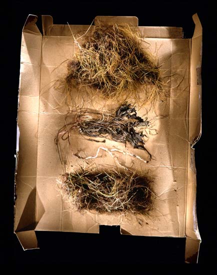author: Jeremy Webb
title: grass clumps (3) on cardboard