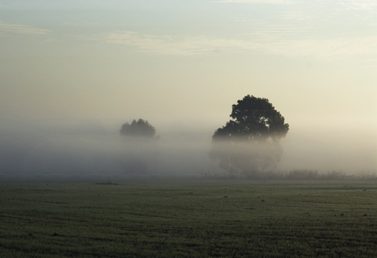 autor: paulo rodrigues
título: morning landscape