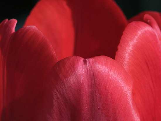 autor: paulo rodrigues
t&iacute;tulo: Erotismo e Tulipas 1