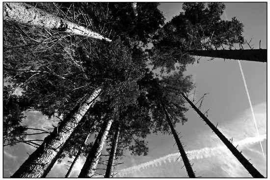 autor: Raoul Iacometti
título: Trees