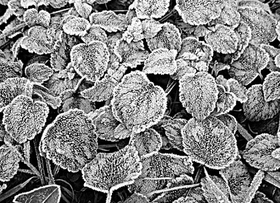 author: paulo rodrigues
title: Frozen Leaves 2