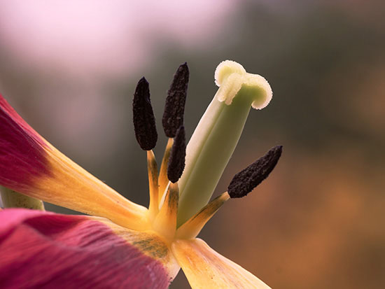 autor: paulo rodrigues
t&iacute;tulo: Erotismo e Tulipas 2