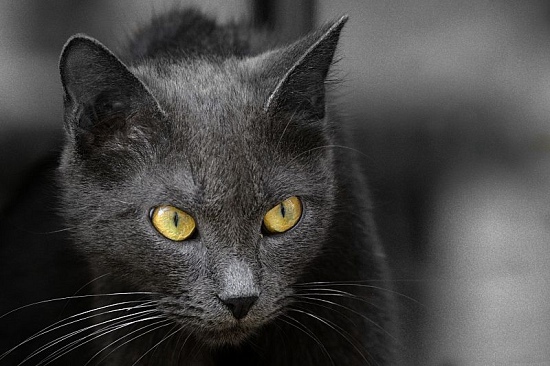 autor: paulo rodrigues
título: Gato com olhos de ouro