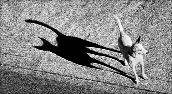 autor: paulo rodrigues
t&iacute;tulo: O cão com sombra de gato