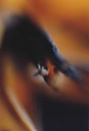 autor: Sofia Quintas
t&iacute;tulo: S/T