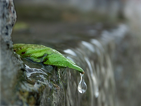autor: Sofia Quintas
t&iacute;tulo: Última gota