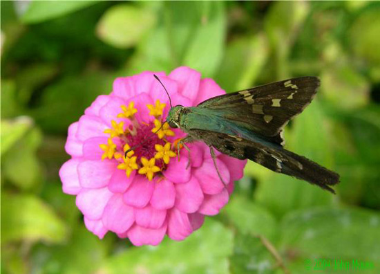 autor: Sofia Quintas
t&iacute;tulo: Butterfly on a Zinnia