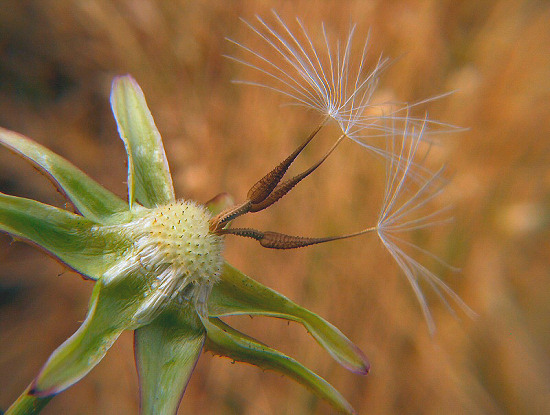 autor: Sofia Quintas
t&iacute;tulo: Prontas