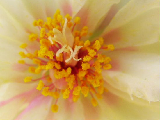 autor: Sofia Quintas
t&iacute;tulo: Explosão 1