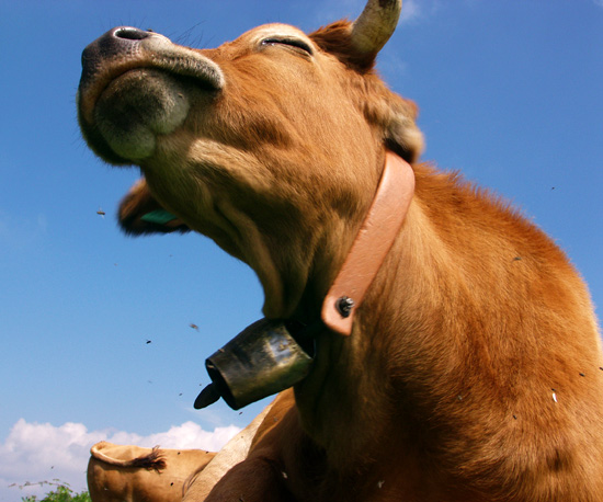 author : paulo rodrigues                    title: Excited COW