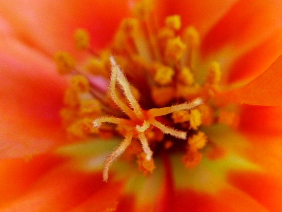 autor: Sofia Quintas
t&iacute;tulo: Explosão 2