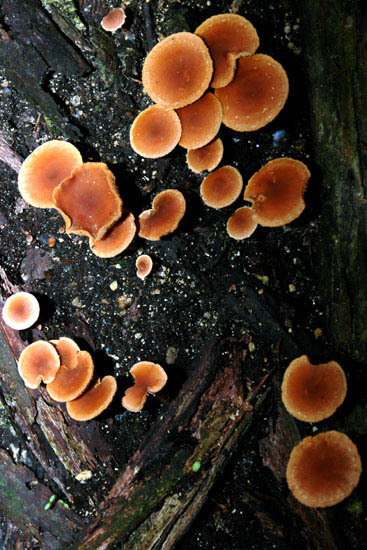 autor: Sofia Quintas
t&iacute;tulo: Cogumelos