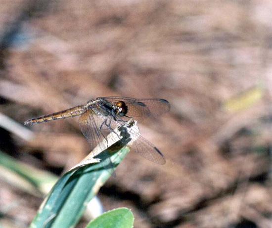 autor: Sofia Quintas
t&iacute;tulo: Liberdade