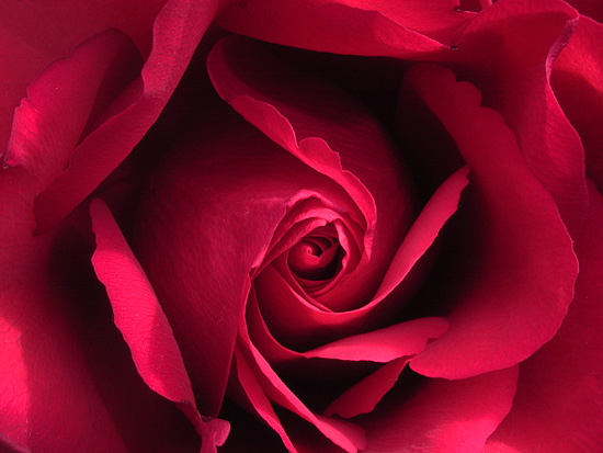 autor: Sofia Quintas
t&iacute;tulo: Magic rose