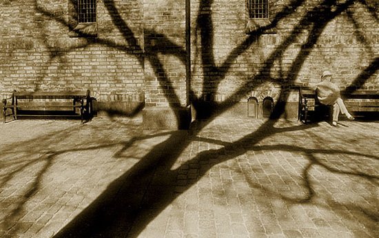 autor: paulo rodrigues
t&iacute;tulo: Shadow from the Tree