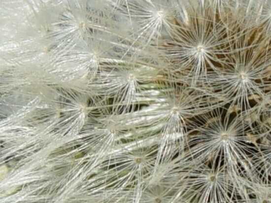 autor: Sofia Quintas
t&iacute;tulo: Dente-de-leão