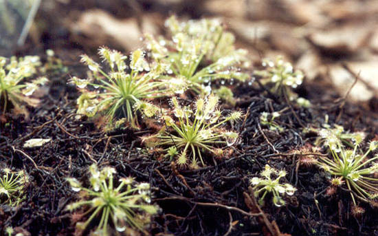 autor: Sofia Quintas
t&iacute;tulo: Goticulas