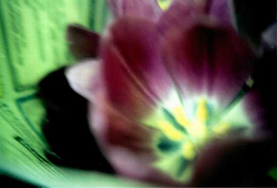 autor: Sofia Quintas
t&iacute;tulo: The tulip