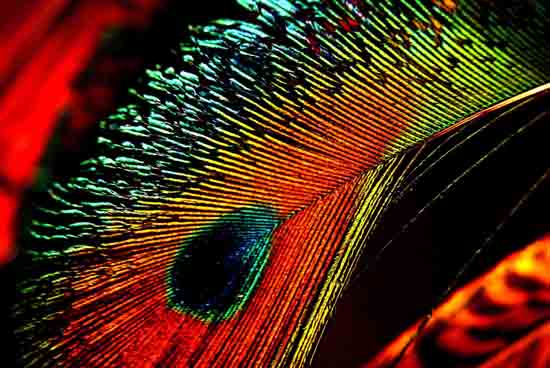 autor: Sofia Quintas
t&iacute;tulo: Pavão de Krishna