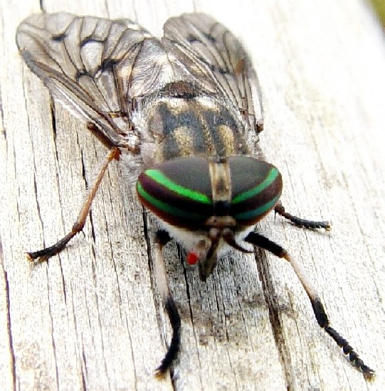 autor: Sofia Quintas
t&iacute;tulo: Mosca do gado