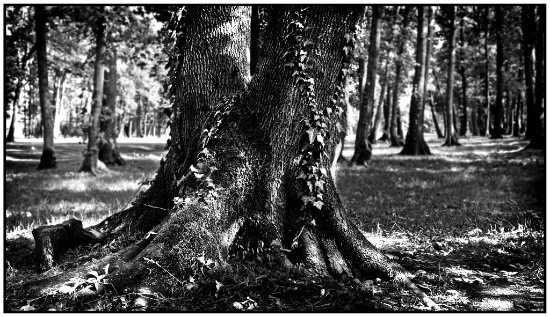 author: Raoul Iacometti
title: Trees