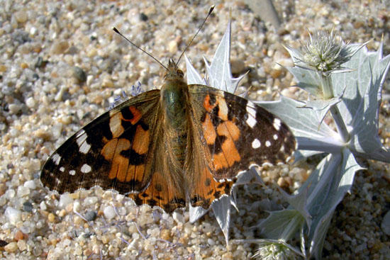 autor: Sofia Quintas
t&iacute;tulo: Borboleta