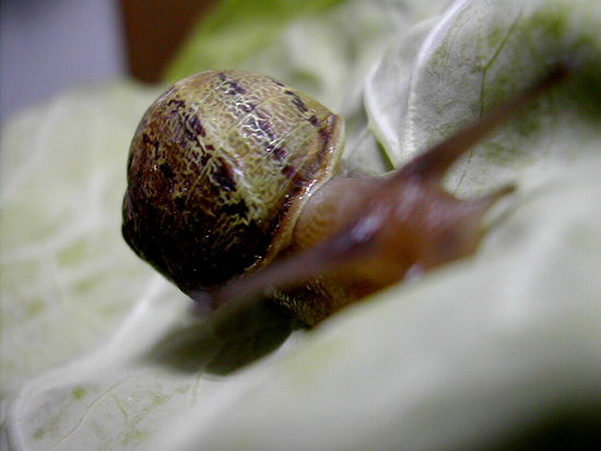 autor: Sofia Quintas
t&iacute;tulo: S/T