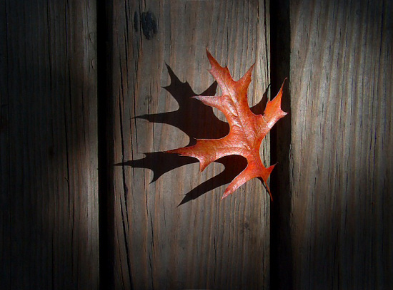 autor: Sofia Quintas
t&iacute;tulo: Nasceu uma estrela