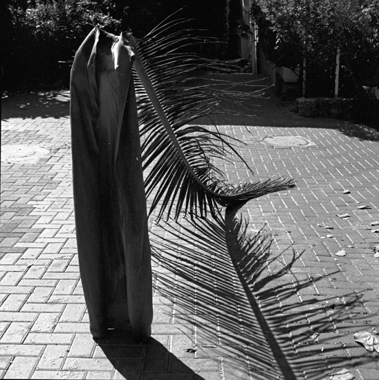 autor: paulo rodrigues
t&iacute;tulo: a tribute to a proud tree