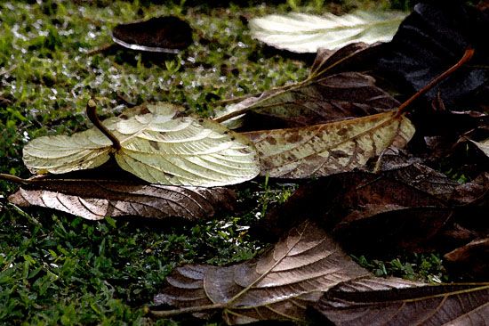 autor: paulo rodrigues
título: Folhas de Outono no Cantegril