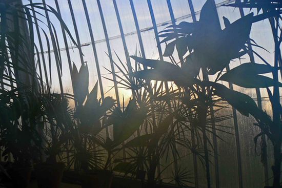 autor: paulo rodrigues
título: Sunset in the greenhouse